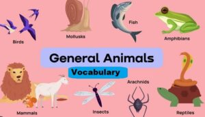 Animals vocabulary